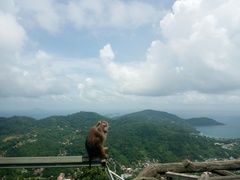 Macaca