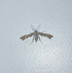 Singularia alternaria