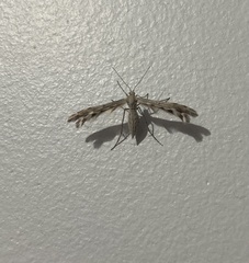 Singularia alternaria