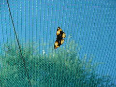 Junonia hierta cebrene