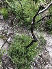 Eucalyptus cunninghamii