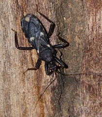 Acanthaspis obscura