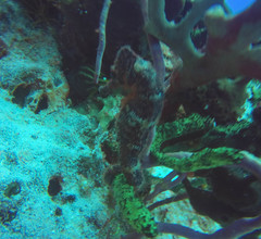 Hippocampus reidi