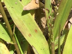 Dichanthelium strigosum