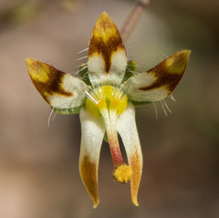 Nemacladus rubescens