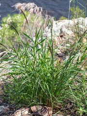 Rytidosperma longifolium