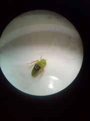 Anteon caledonianum