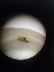 Anteon caledonianum