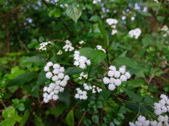 Procecidochares alani