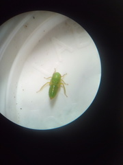 Anteon caledonianum