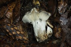 Russula densifolia