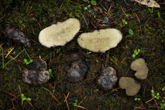 Rhizopogon parksii