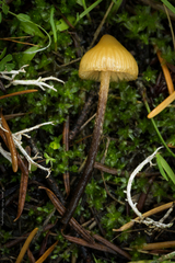 Galerina badipes