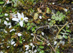 Lobelia perpusilla