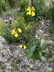 Goodenia decurrens