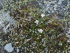 Lobelia perpusilla