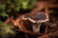 Sarcodon stereosarcinon