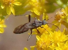 Alydus conspersus