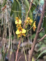 Cyrtochilum macranthum