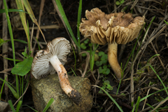 Inocybe curvipes