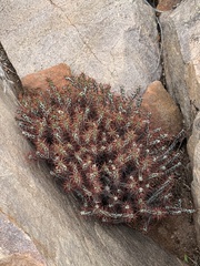 Euphorbia aeruginosa