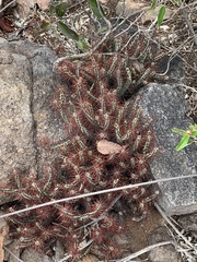 Euphorbia aeruginosa