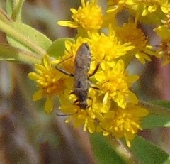 Alydus conspersus