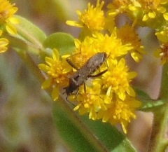 Alydus conspersus