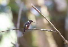 Philodice mitchellii