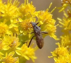 Alydus conspersus