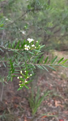 Sannantha pluriflora
