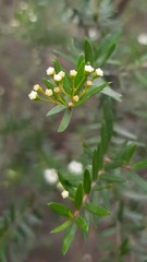 Sannantha pluriflora
