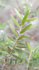 Sannantha pluriflora