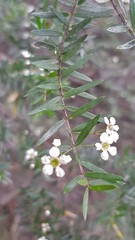 Sannantha pluriflora