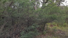 Sannantha pluriflora