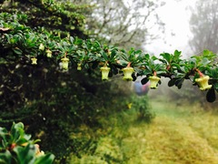 Escallonia myrtilloides