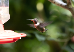 Philodice mitchellii