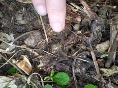 Psilocybe thaiaerugineomaculans