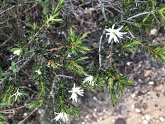 Pseudanthus pimeleoides