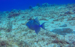 Balistes vetula