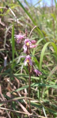 Pachystoma pubescens