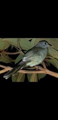 Myiopagis viridicata