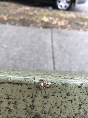 Opisthoncus nigrofemoratus