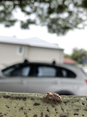 Opisthoncus nigrofemoratus