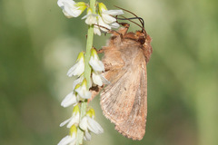 Apamea inficita