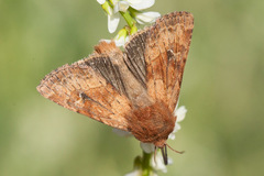 Apamea inficita