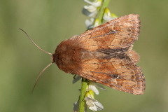 Apamea inficita