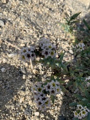 Heliotropium curassavicum