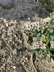 Heliotropium curassavicum