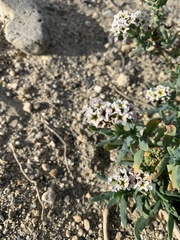 Heliotropium curassavicum